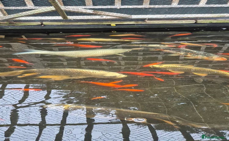 Koi Carp fish - Advert 2