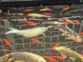 Koi Carp fish - Advert 4
