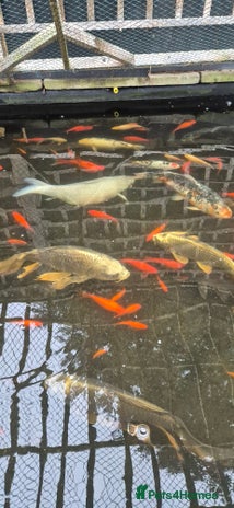 Koi Carp fish - Advert 10