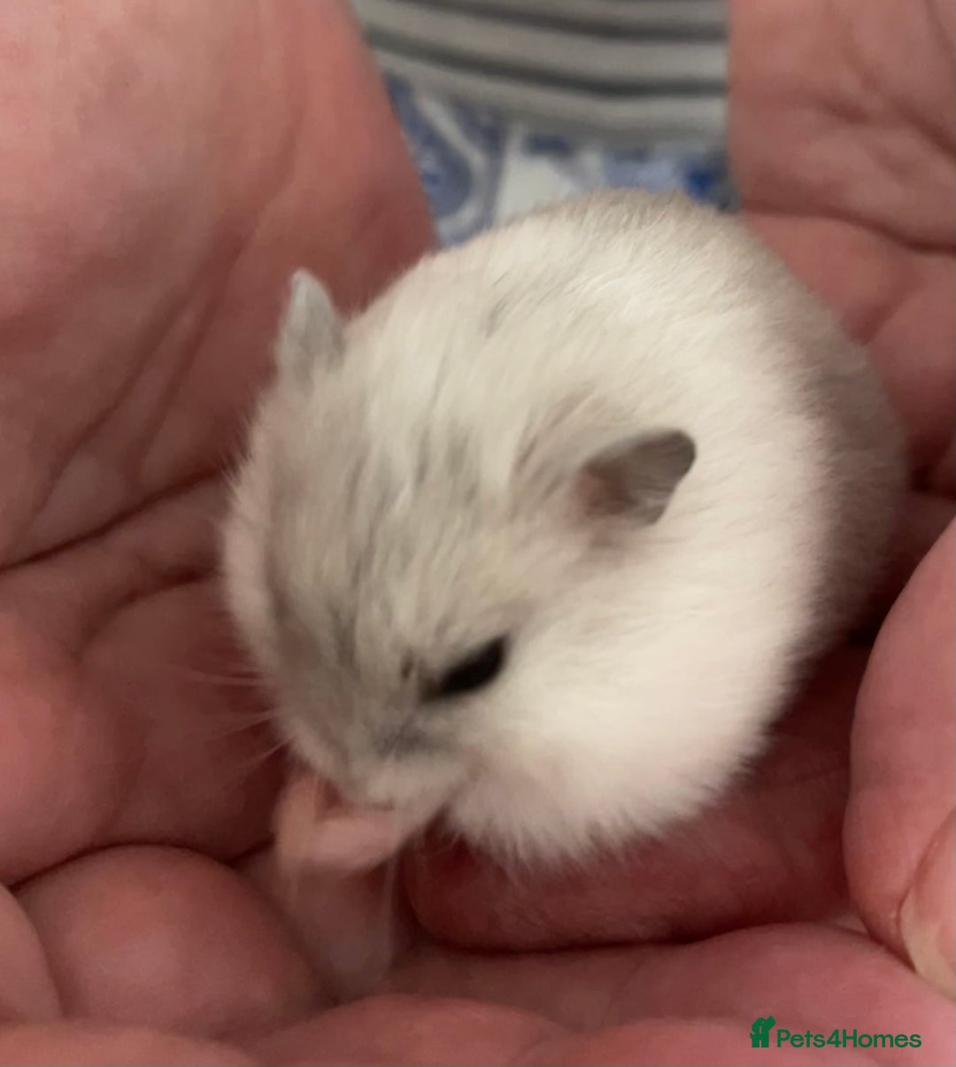 Hamster rodents for sale: Baby Winter White Russians from our show stock  - Image 13