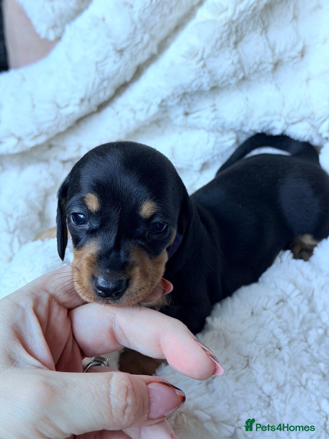 Miniature Dachshund dogs for sale: 🩵🩷✨ STUNNING MINIATURE DACHSHUND LITTER ✨🩷🩵 - Advert 6