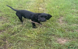 Labrador Retriever dogs for sale: Labradoor black 6months (Female) - Image 7
