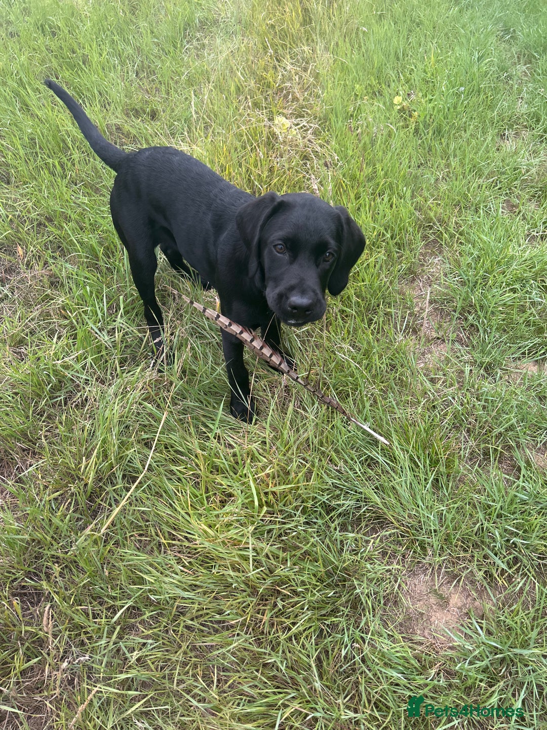 Labrador Retriever dogs for sale: Labradoor black 6months (Female) - Image 7