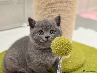 British Shorthair cats - Advert 20