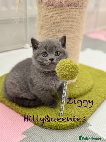 British Shorthair cats - Advert 14