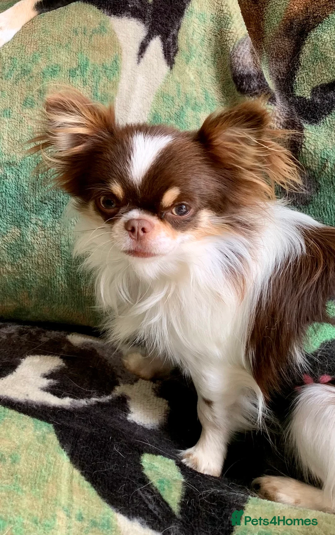 Chihuahua dogs for stud: K.C Russian/Polish Choc and White Chi L/C Stud in Dagenham - Advert 3