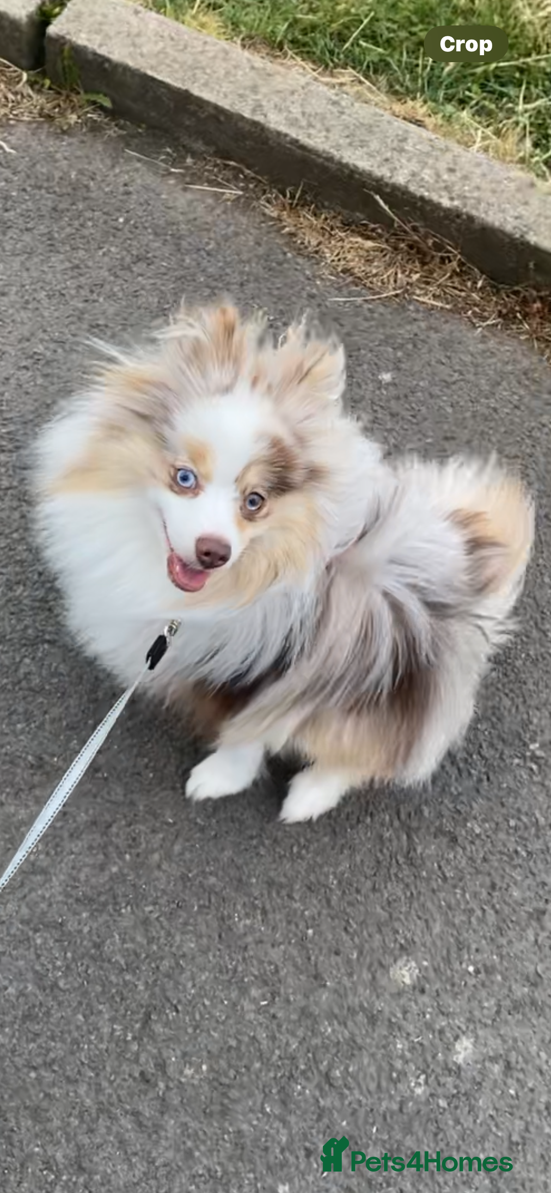 Pomeranian dogs for stud: Male Pomeranian STUD!!! - Advert 6