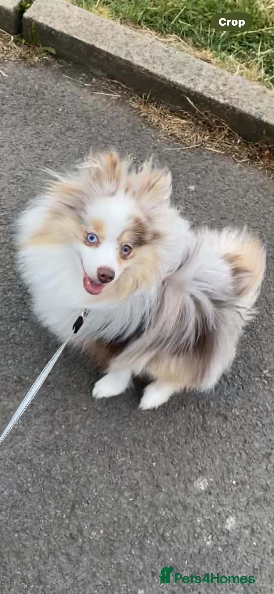 Pomeranian dogs for stud: Male Pomeranian STUD!!! - Advert 6