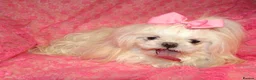 Maltese dogs for sale: Babydoll KC Registered Korean Maltese Adult Girl in Bishop Auckland - Advert 12