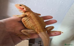 Bearded Dragon reptiles for sale: Variety of bearded dragon babies  - Image 17