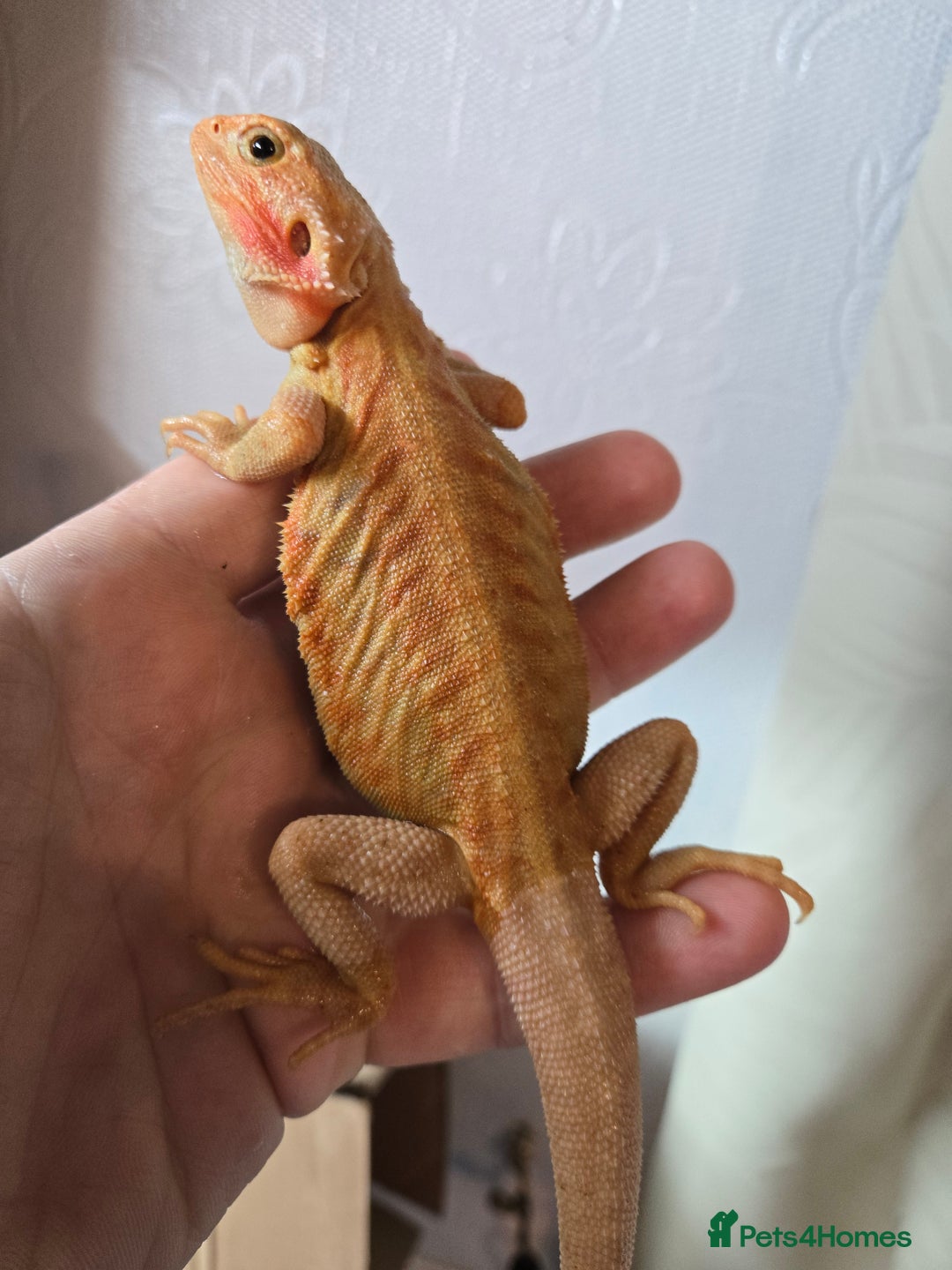 Bearded Dragon reptiles for sale: Variety of bearded dragon babies  - Image 17