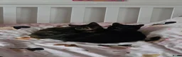 Mixed Breed cats for sale: Midnight *FREE* - Advert 2