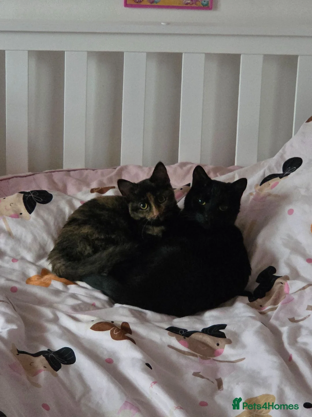 Mixed Breed cats for sale: Midnight *FREE* - Advert 2