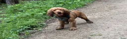 Cocker Spaniel dogs for stud: Show Type Cocker Spaniel For Stud  - Advert 3