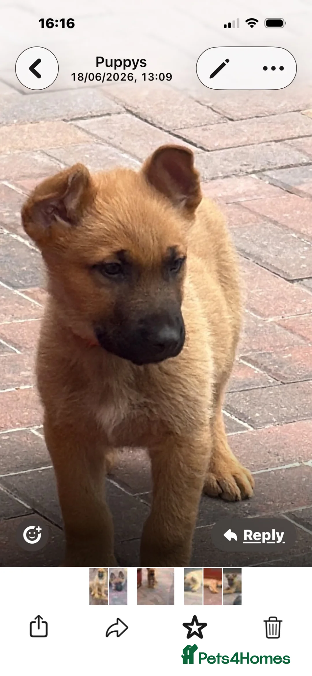 German Shepherd dogs for sale: 9 weeks old  - Advert 5