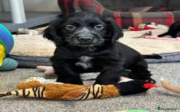 Cocker Spaniel dogs for sale: Handsome black cocker spaniel boy - Advert 11