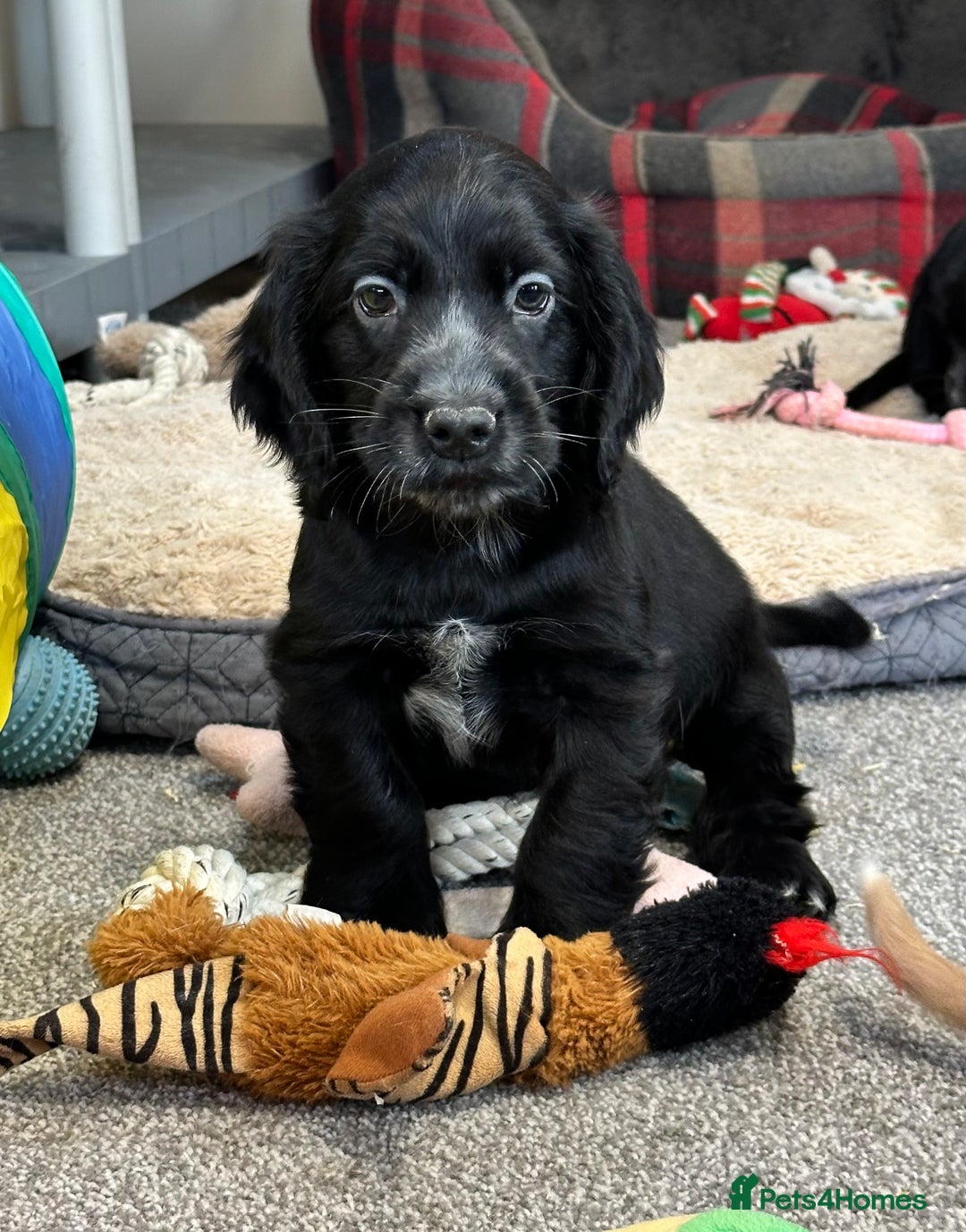 Cocker Spaniel dogs for sale: Handsome black cocker spaniel boy - Advert 11