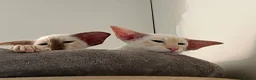 Siamese cats for sale: Red point Siamese boy kitten gccf registered  - Advert 5