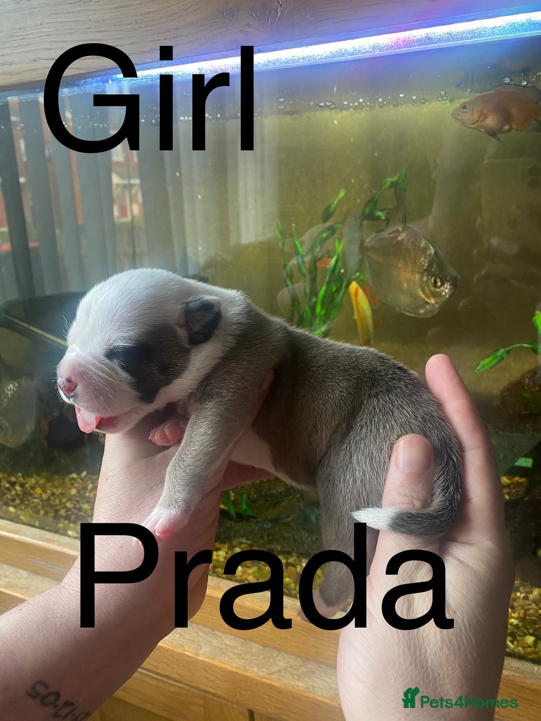 Staffordshire Bull Terrier dogs for sale: Beautiful litter of 10  - Advert 6