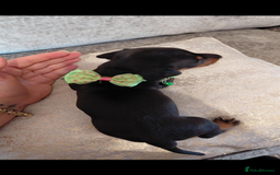 Miniature Dachshund dogs for sale: Ready now miniature dachshunds boy - Image 22