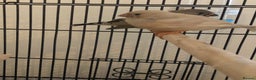 Finches birds for sale: 2 baby zebra finches - Advert 4