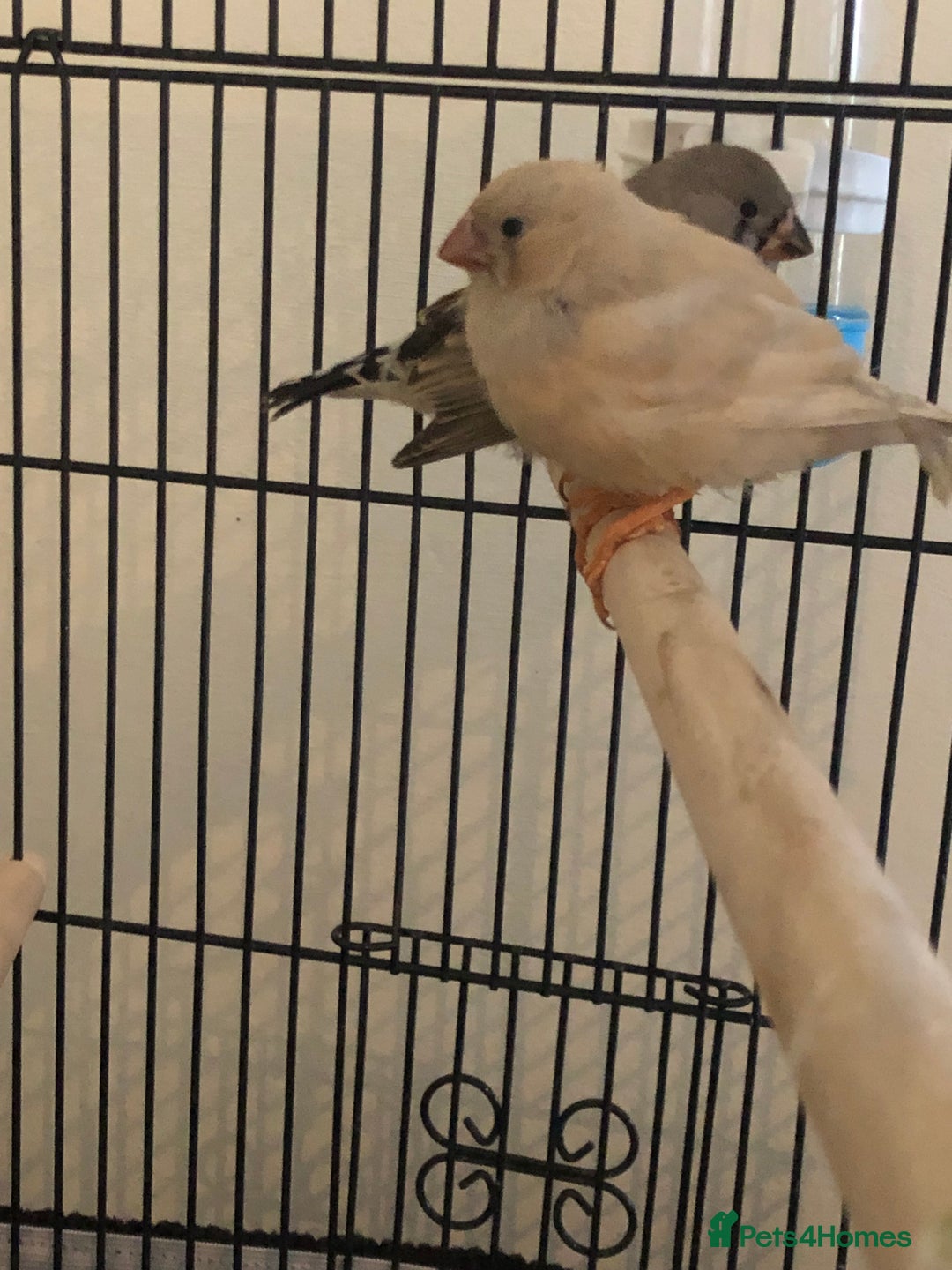 Finches birds for sale: 2 baby zebra finches - Advert 4