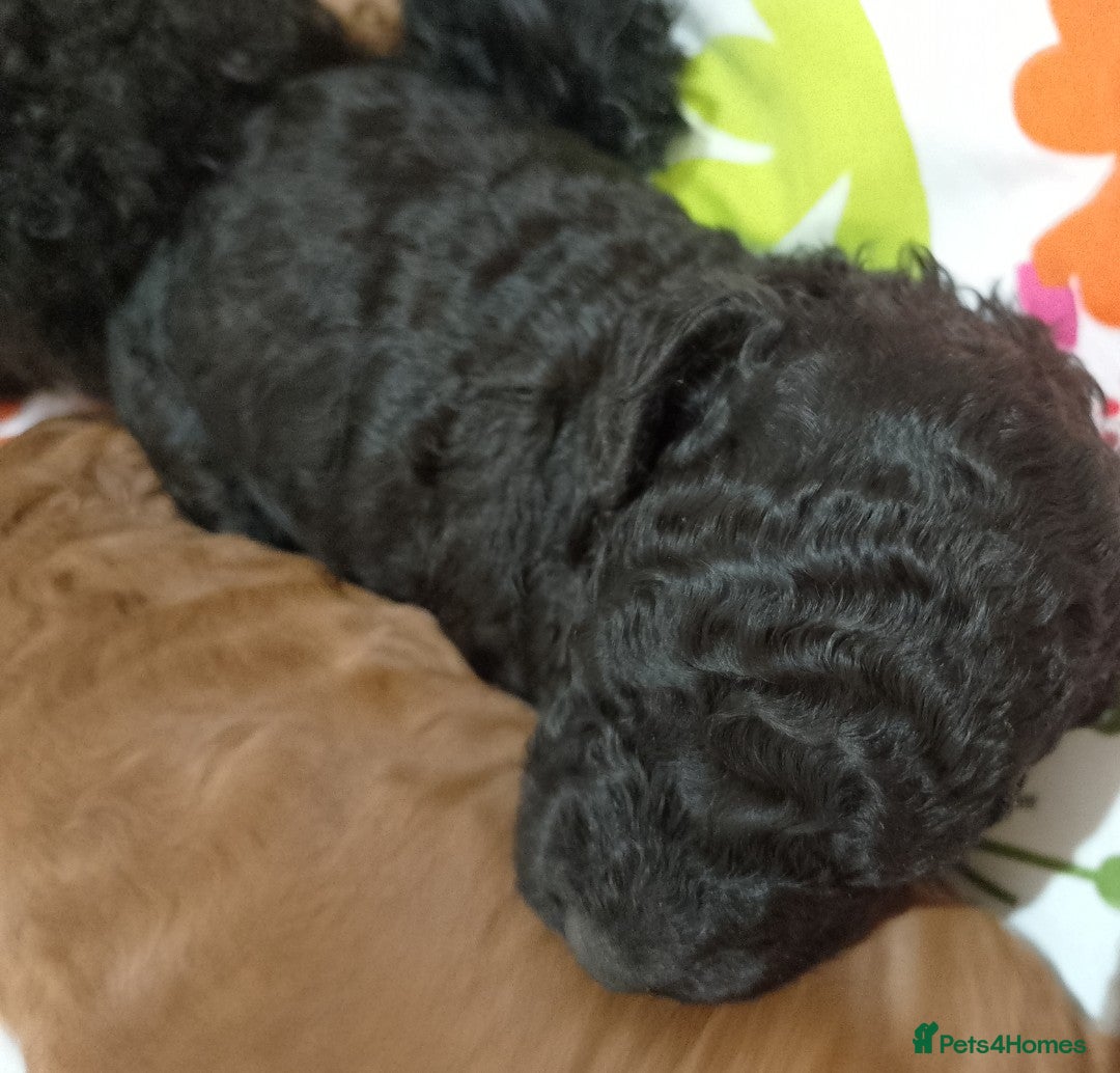 Miniature Poodle dogs for sale: KC Registered Miniature Poodle Puppies  - Advert 3