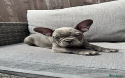 French Bulldog dogs for sale: French Bulldog Puppies–4 Girls & 2 Boys READY NOW  in Walton-on-Thames - Image 14
