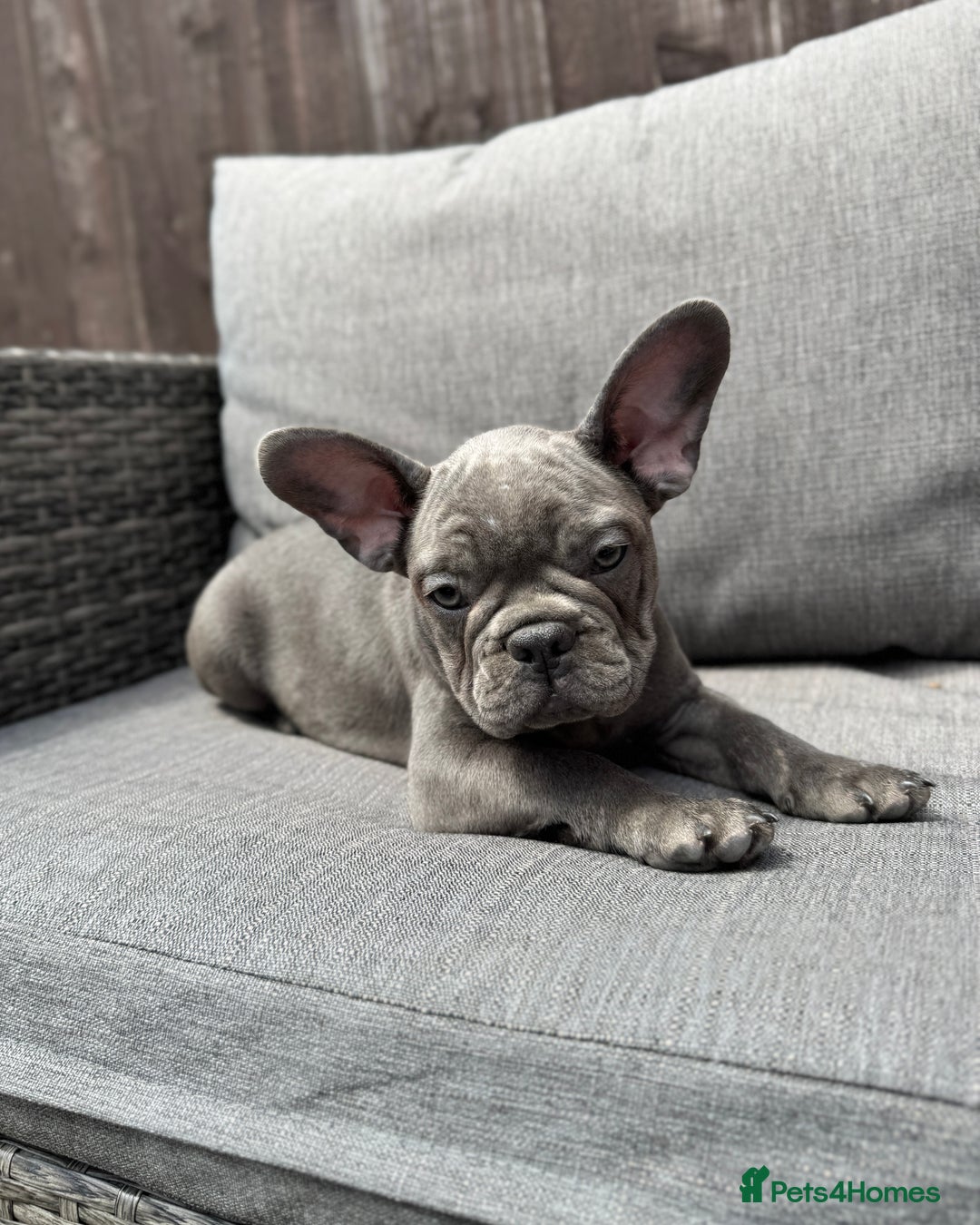 French Bulldog dogs for sale: French Bulldog Puppies–4 Girls & 2 Boys READY NOW  in Walton-on-Thames - Image 14