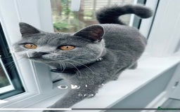 British Shorthair cats for sale: Beautiful Blue British Shorthair female cat QUEEN - Image 3
