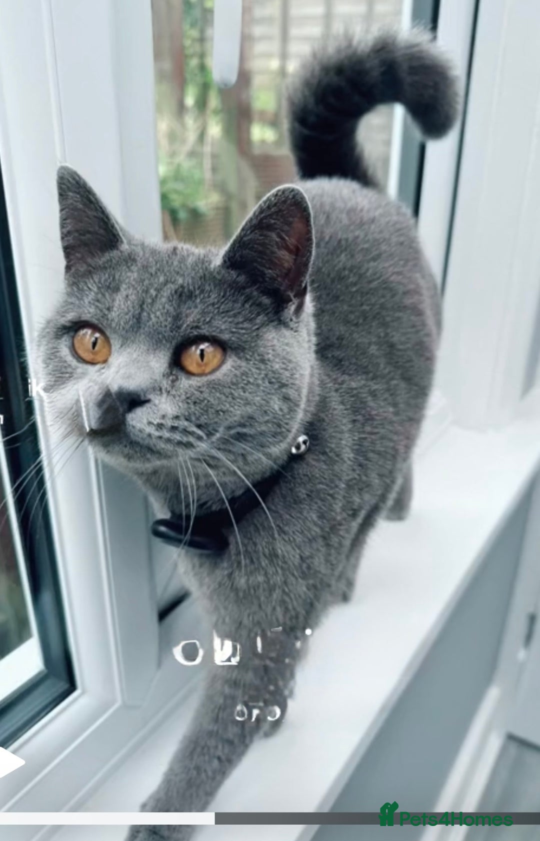 British Shorthair cats for sale: Beautiful Blue British Shorthair female cat QUEEN - Image 3