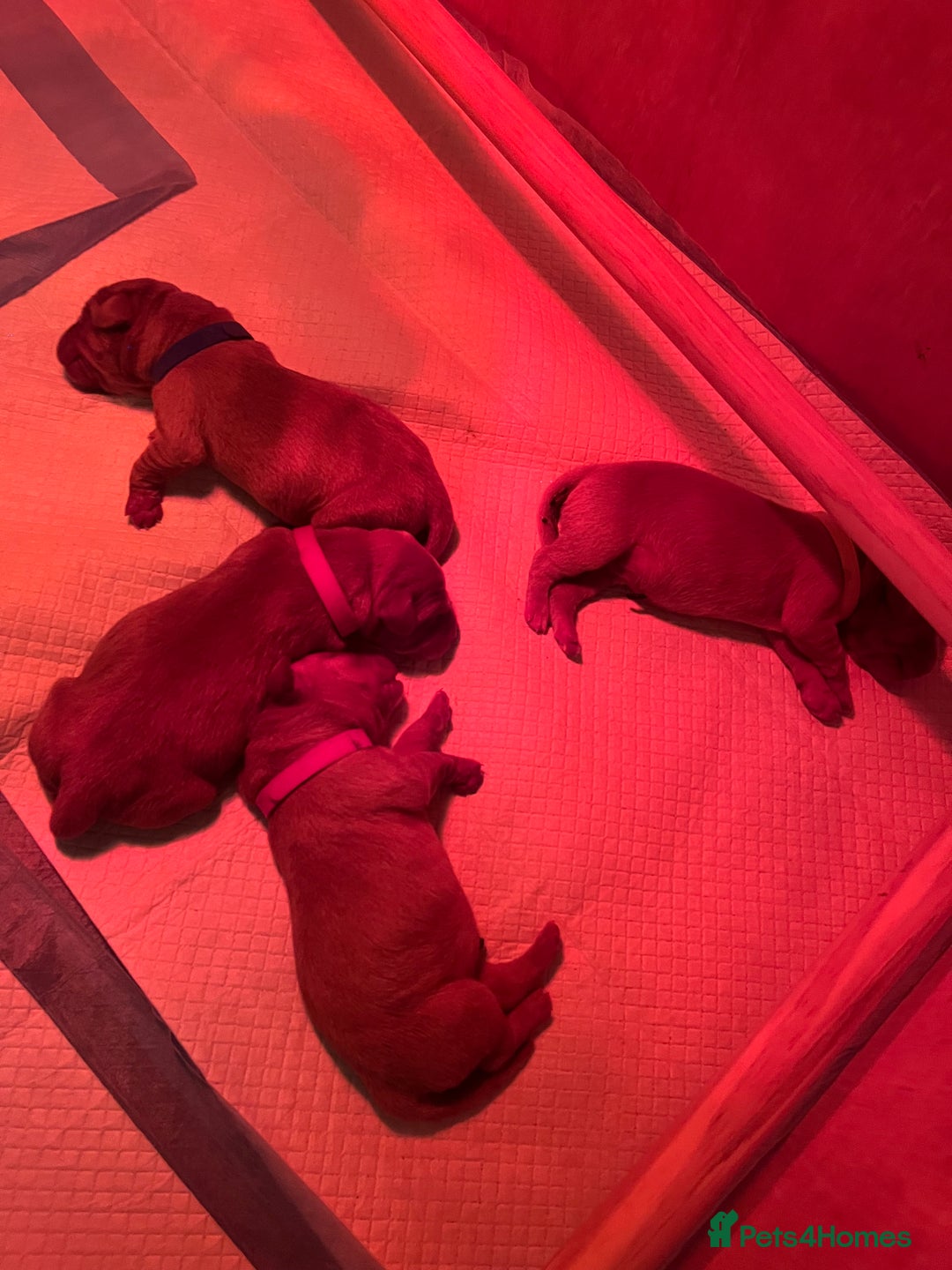 Labrador Retriever dogs for sale: 🌟 5 Star KC Registered FOX RED & YELLOW Labradors - Advert 9