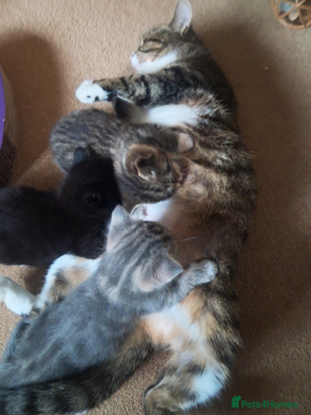 Mixed Breed cats for sale: 3 BEAUTIFUL KITTENS 😸 AVAILABLE  - Advert 1