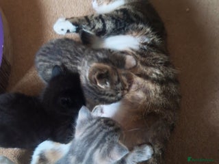 Mixed Breed cats 3 BEAUTIFUL KITTENS 😸 AVAILABLE - Advert 3