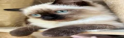 Ragdoll cats for sale: Adorable purebred Ragdolls  - Advert 20