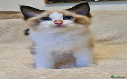 Ragdoll cats for sale: 5 Purebred Ragdolls – Loving Homes Needed - Image 7