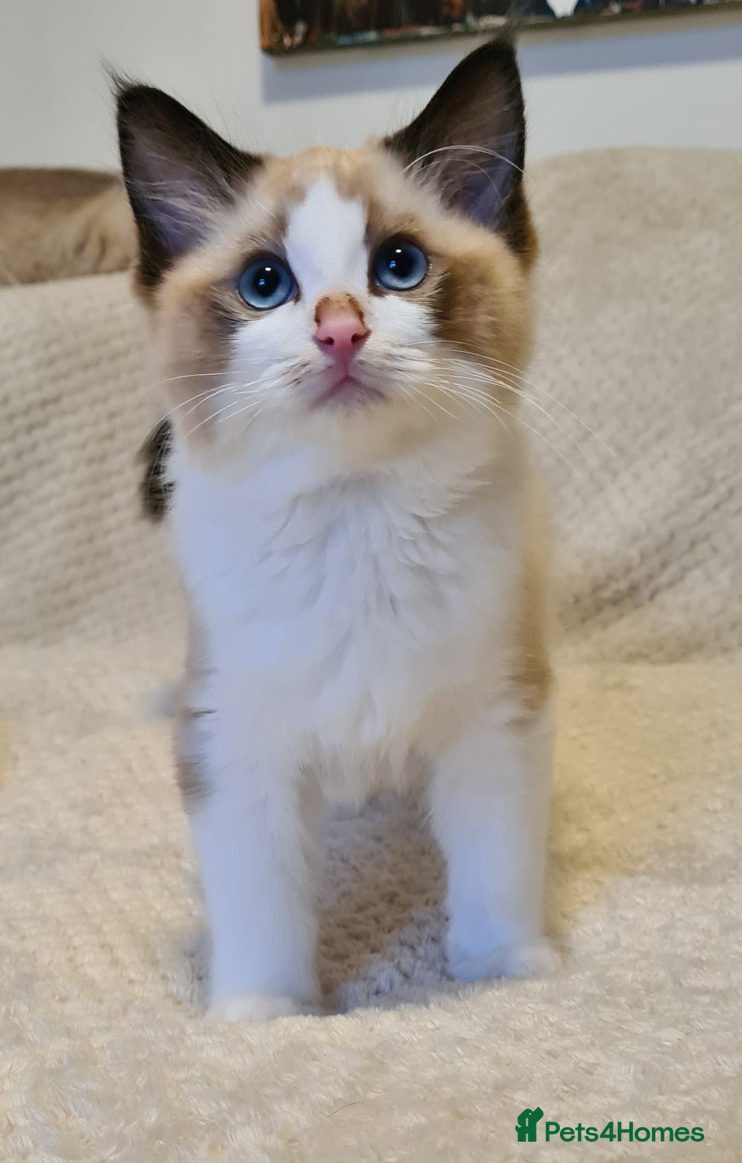 Ragdoll cats for sale: 5 Purebred Ragdolls – Loving Homes Needed - Image 7