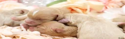 Cavapoo dogs for sale: Health Tested Cavapoo Puppies - Advert 3