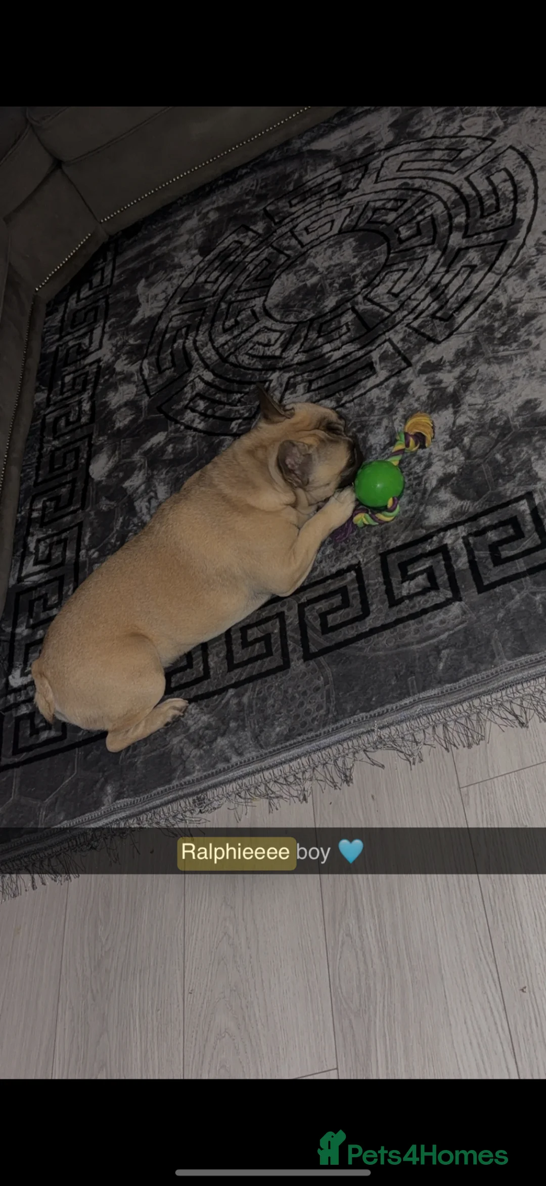 French Bulldog dogs for sale: Gorgous tanned/black mask French bulldog - Advert 2