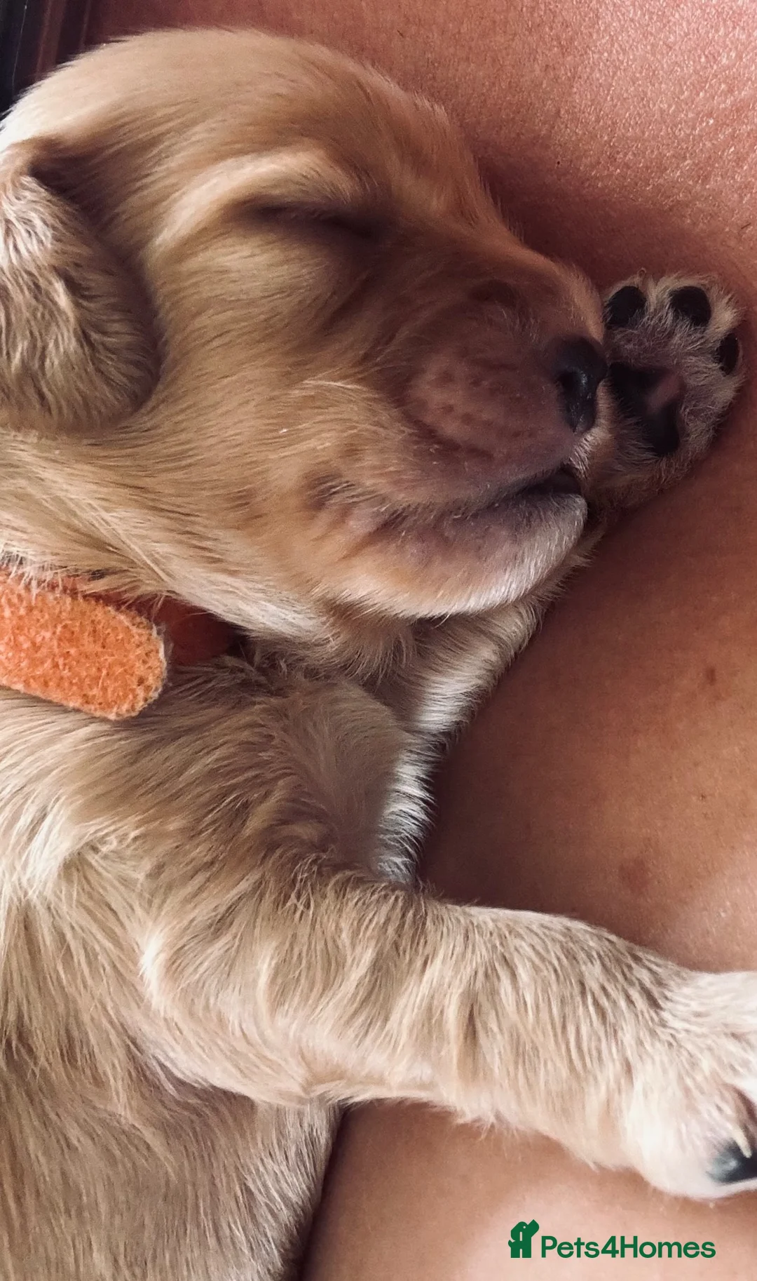 Cockapoo dogs for sale: Cockerpoo pups  in Kettering - Advert 9