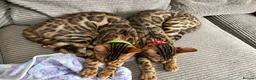 Bengal cats for sale: Young TICA Bengal boys seeking their families - Advert 5