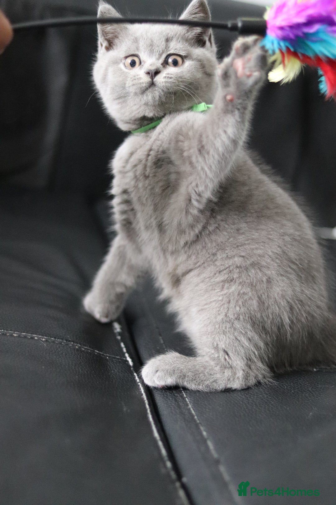 British Shorthair cats for sale: ✨️Outstanding GCCF Grand Chmp Line BSH ❤️ - Image 30