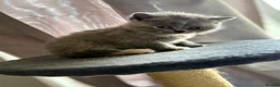 British Shorthair cats for sale: Lovely British shorthair kittens  in Boston - Advert 22