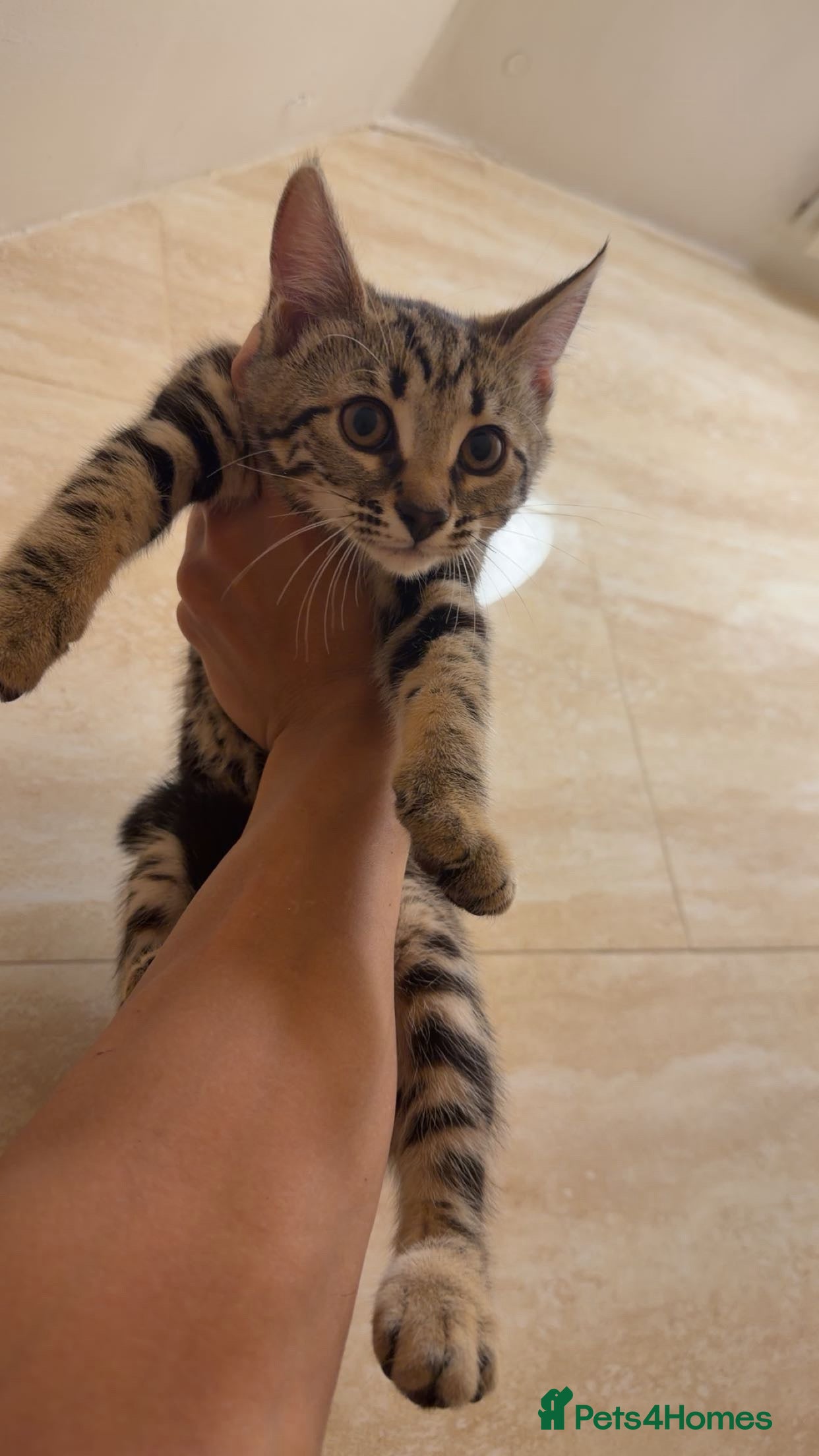 Mixed Breed cats for sale: BENGAL MIX KITTENS 4 SALE SOUTH LONDON - Advert 18