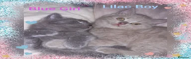 British Shorthair 6
