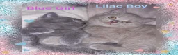 British Shorthair cats for sale:  😻 British Shorthair Kittens 😻 - Advert 10