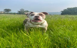 Olde English Bulldogge dogs for stud: OEB 🐶⭐️DEL~BOY ⭐️🐶 First time Stud  - Image 1