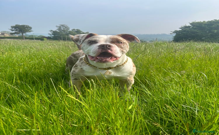 Olde English Bulldogge dogs - Advert 1