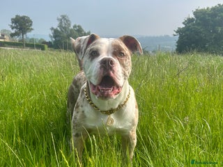 Olde English Bulldogge dogs - Advert 34