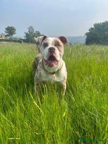 Olde English Bulldogge dogs OEB 🐶⭐️DEL~BOY ⭐️🐶 First time Stud - Advert 5